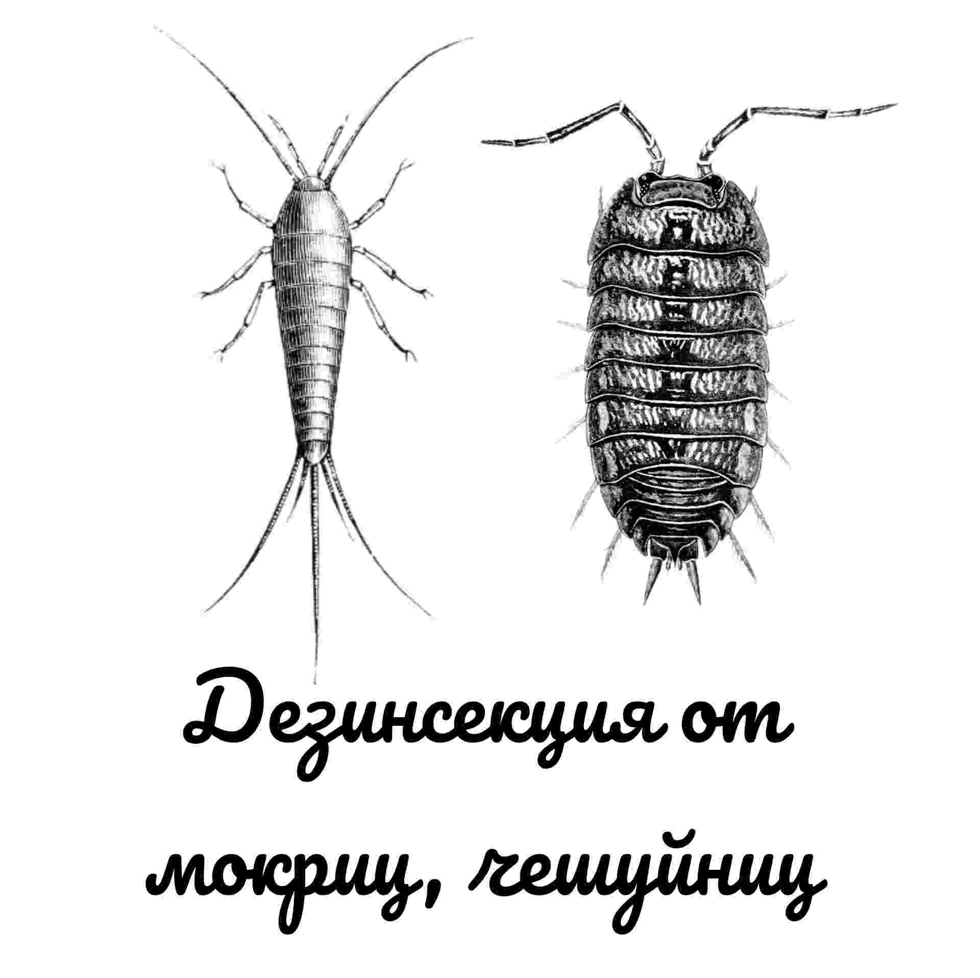 Дезинсекция от мокриц и чешуйниц