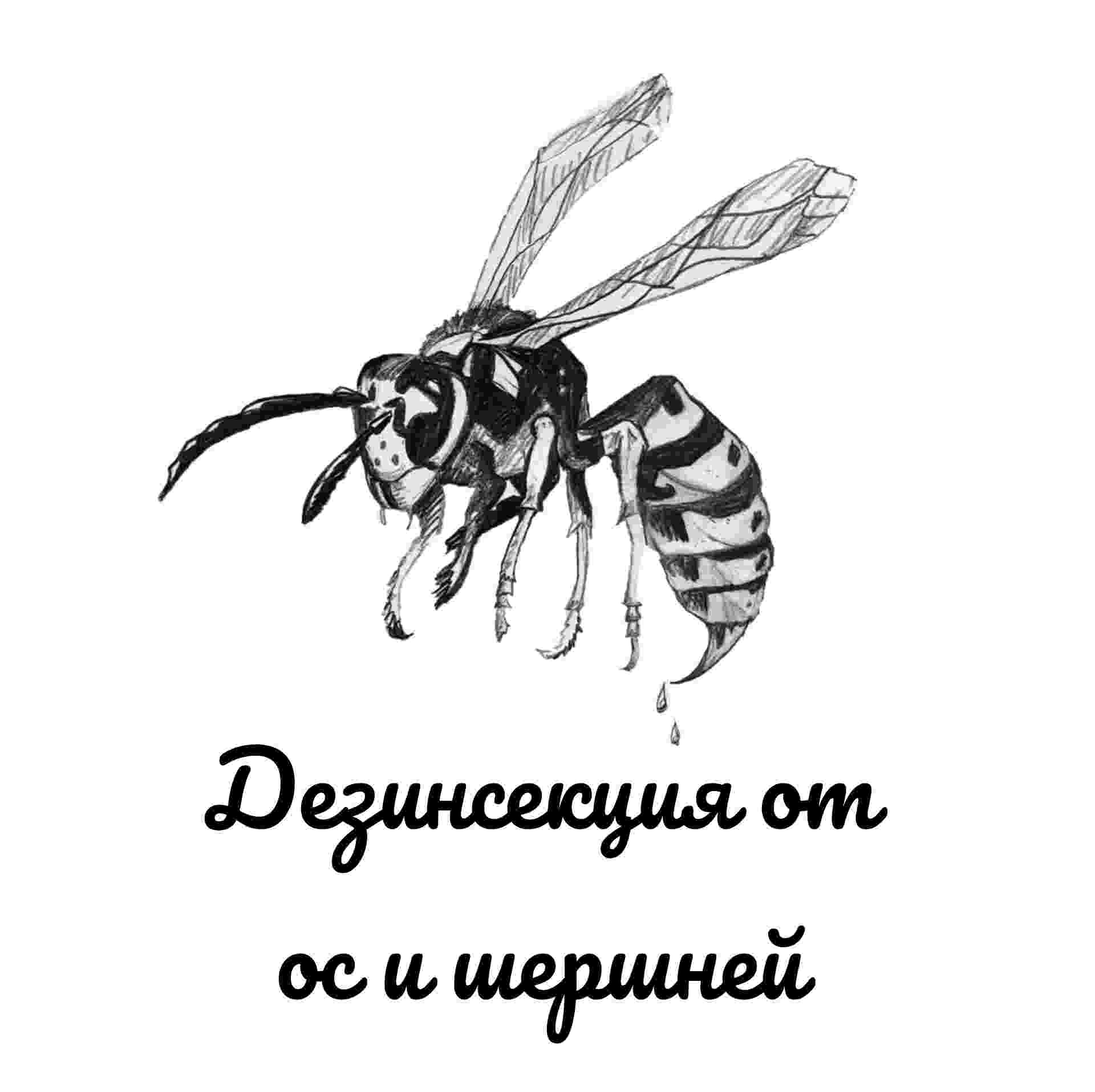 Дезинсекция от ос и шершней
