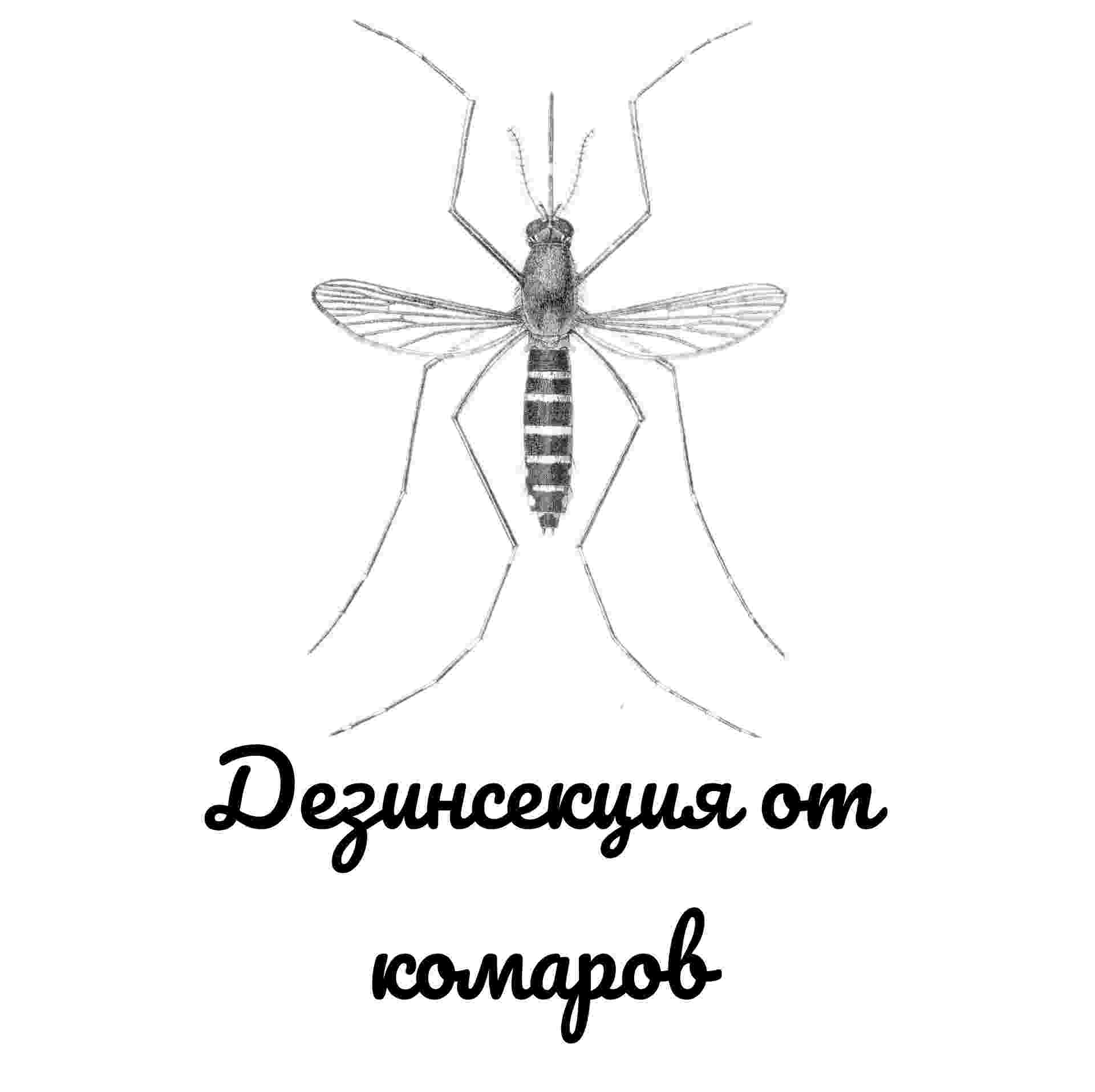 Дезинсекция от комаров