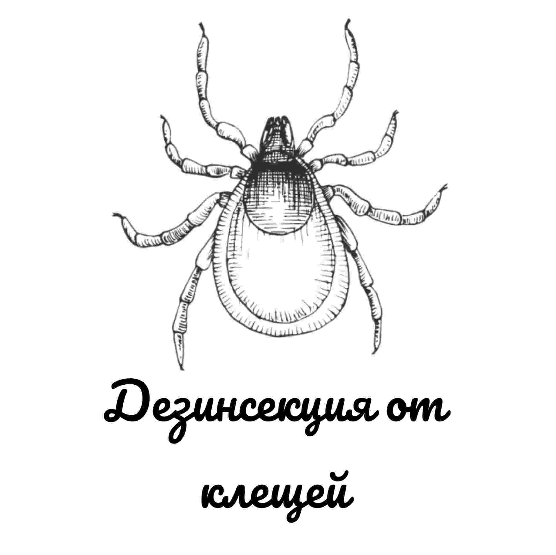 Дезинсекция от клещей