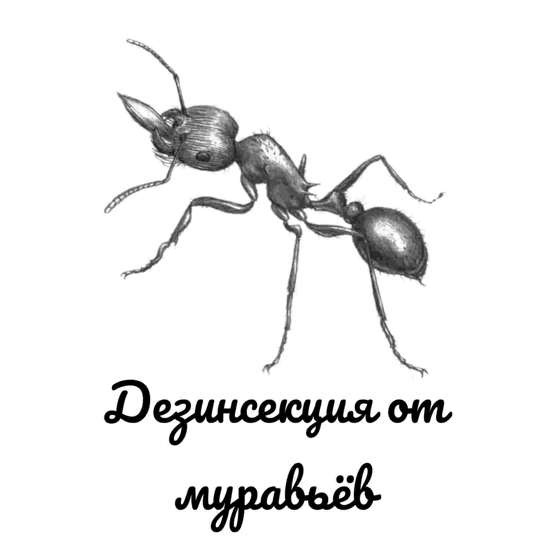 Дезинсекция от муравьев