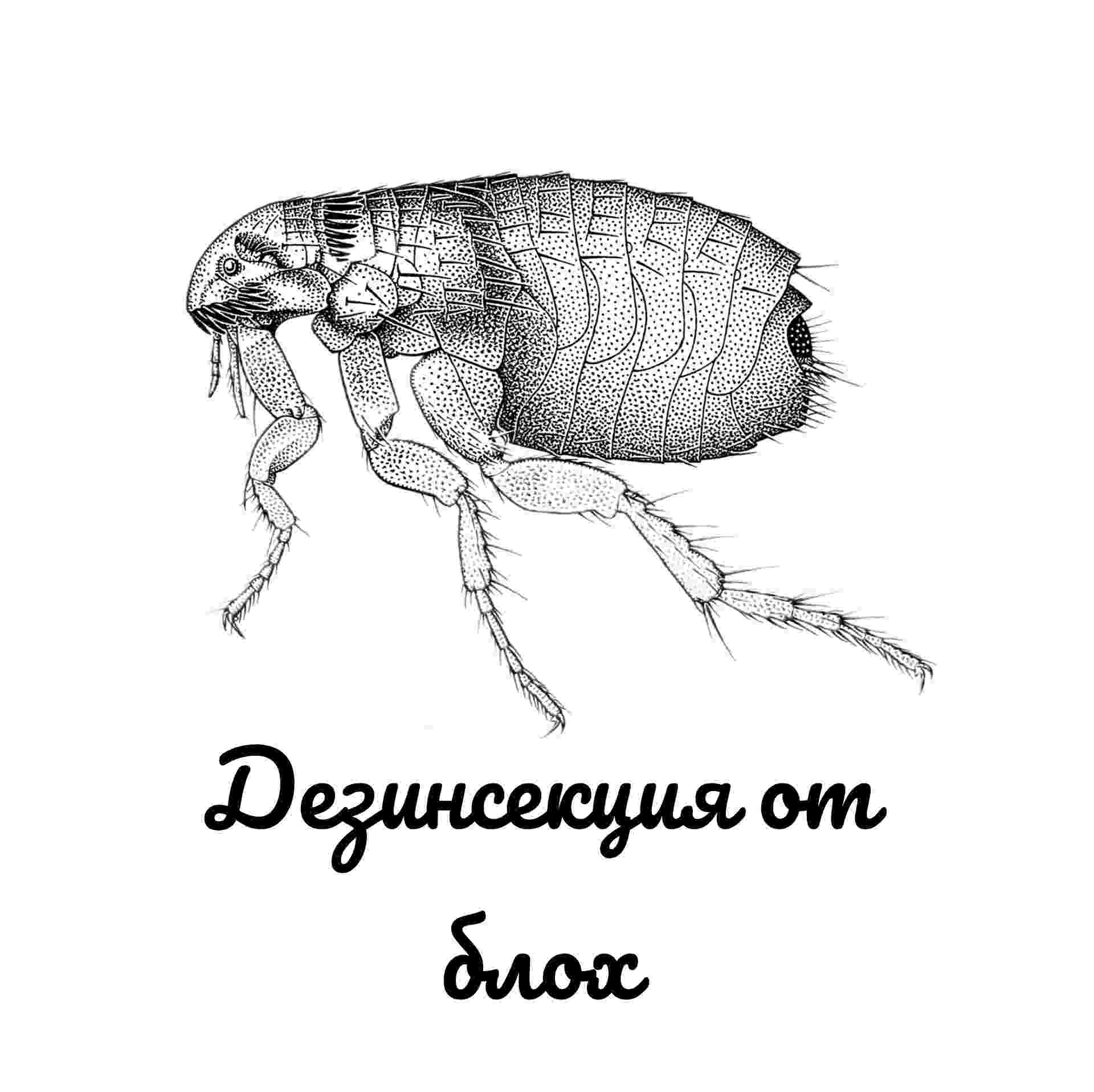 Дезинсекция от блох