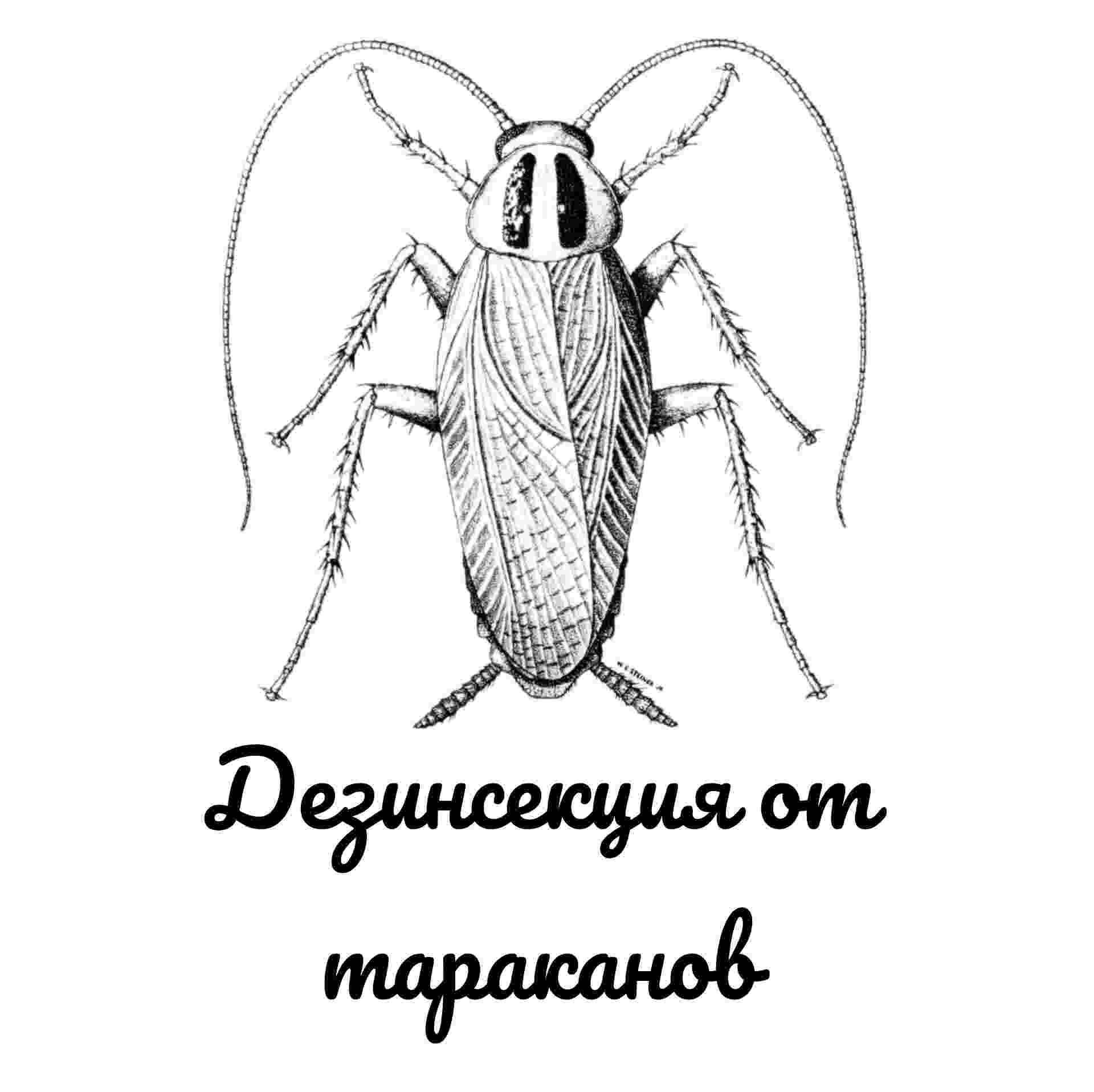 Дезинсекция от тараканов