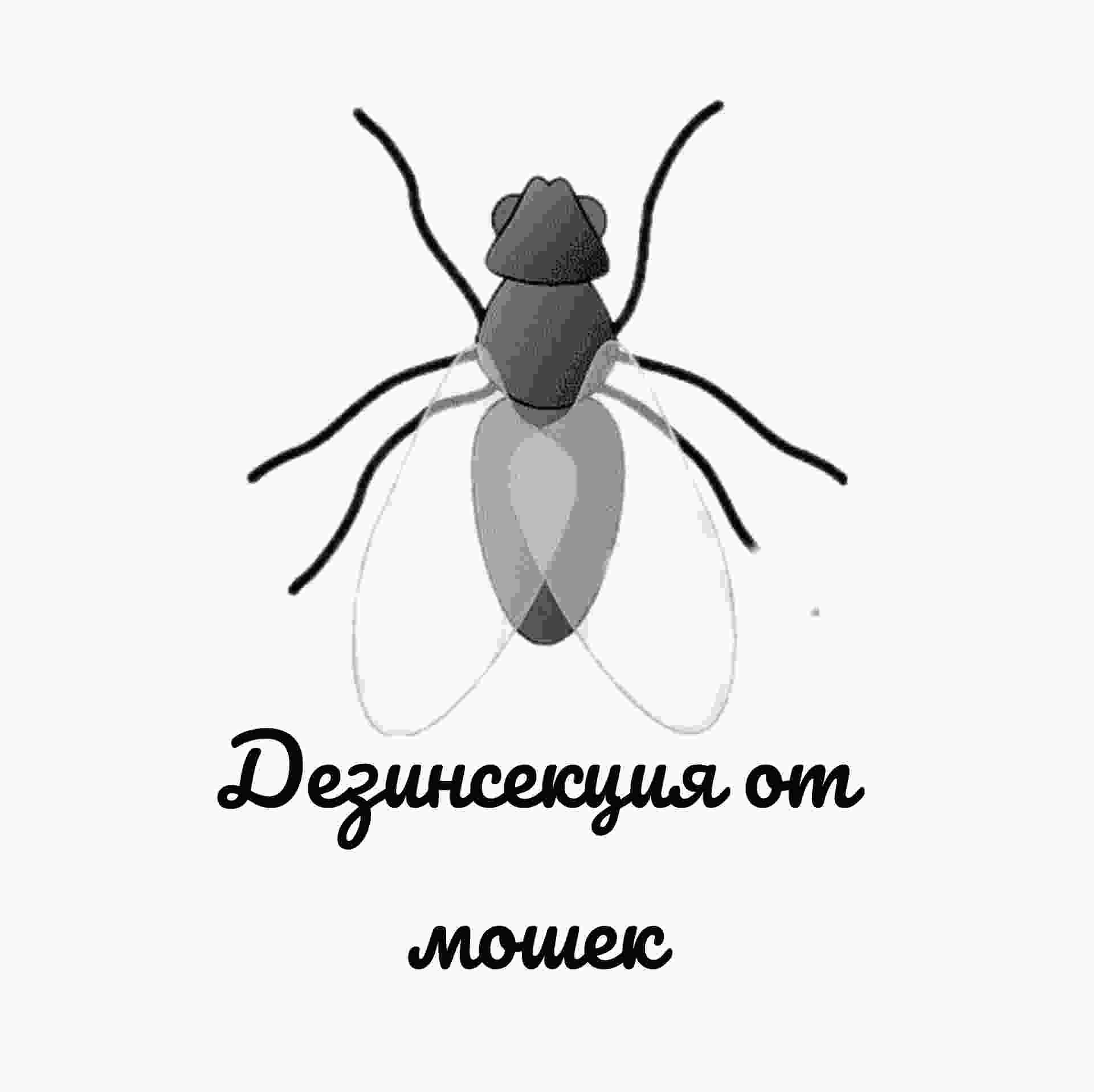 Дезинсекция от мошек